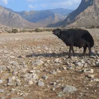 قوچ قره قزل درجه یک یک