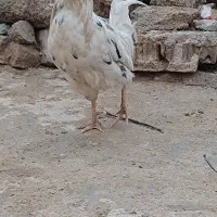 خروس گلین و کوردی|حیوانات مزرعه|چرداول, |دیوار