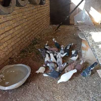 کبوتر|پرنده|نوده انقلاب, |دیوار