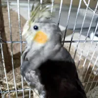 فروش عروس هلندی جوجه سه ماهه