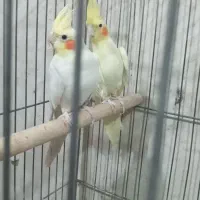 عروس هلندی جفت