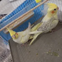 عروس هلندی دوکت لوتینو