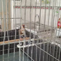 سره نر ه قیمت  ۳۵۰۰۰ تومان|پرنده|نسیم‌شهر, |دیوار