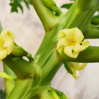 زمین مسکونی