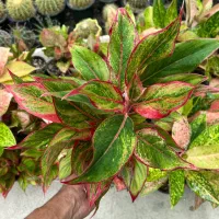 آگلونما پینک لیدی|گل و گیاه طبیعی|رشت, بیجارپس|دیوار