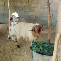 بره یک ونیم ساله چاق سرحال درس خون زرنگ|حیوانات مزرعه|کرخه, |دیوار