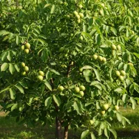 نهال گردوفرصت یک‌بار در زندگی برای درآمد پایدار|گل و گیاه طبیعی|اشنویه, |دیوار