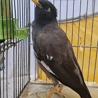 مرغ مینا معاوضه با کتوله