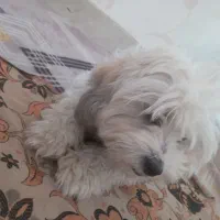 واگزاری سگ شیتزو ۶ماهه