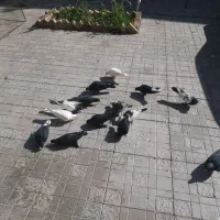 کبوتر|پرنده|رفسنجان, |دیوار