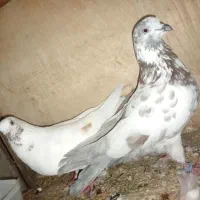 کفتر،کبوتر