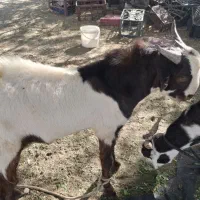 کهره پاکستانی|حیوانات مزرعه|رودخانه, |دیوار