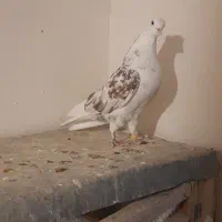 کبوتر  پرشی|پرنده|نهاوند, |دیوار