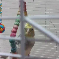 عروس هلندی جفت|پرنده|هشتگرد, فاز ۱ مهستان|دیوار