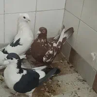 کبوتر فروشی