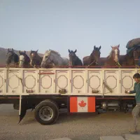 خرید و فروش اسب پالونی