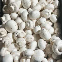 جذب ویزیتور جهت پخش قارچ تازه با خودرو شخصی|استخدام بازاریابی و فروش|رباطکریم, رباطکریم|دیوار