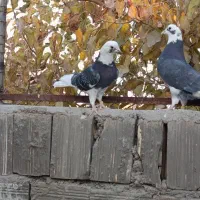 کبوتر شازده،یا ابلغ|پرنده|خمینی‌شهر, |دیوار