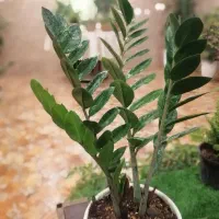 پک ویژه 6عددی با قیمت فقط یک گل|گل و گیاه طبیعی|تهران, الهیه|دیوار