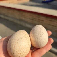 تخم بوقلمون خوراکی|خوردنی و آشامیدنی|ورامین, ورامین|دیوار