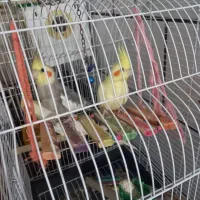 باسلام‌جوجه‌عروس‌هلندی‌رام‌دستی‌لوتینوخاکستری