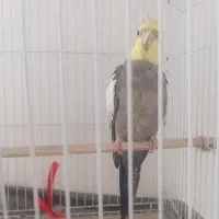 عروس هلندی نر بالغ