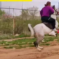 چند راس مادیان جوان
