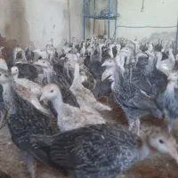 نیمچه بوقلمون برنز ، بربون و بیوتی