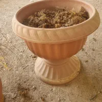 گلدان گل لاکی