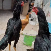 مرغ و خروس اوشامو