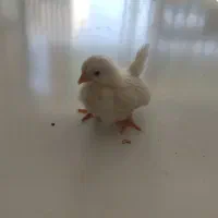 تخم نطفه دار نژاد ابریشمی ،جاپنیز ،محلی|حیوانات مزرعه|سمنان, |دیوار