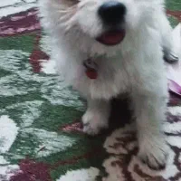 پاکوتاه خانگی