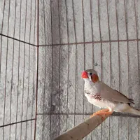 فنج نر|پرنده|بندرعباس, |دیوار