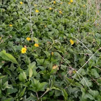 فروش انواع نهال