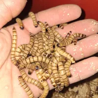 سوپر ورم زنده و خشک