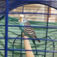 مرغ عشق جفت