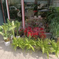 گل آپارتمانی به مناسبت روز مادر  قیمت ها شکست