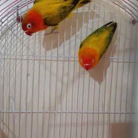 طوطی برزیلی یک جفت ۱۱ماهه