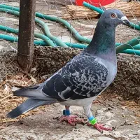 کفتر مسافتی آتم و یدونه سبز پرش بالا