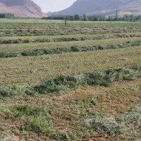 کاه لوبیا چیتی