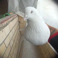 سفید چش نوک