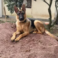 سگ ژرمن نر املش سرچور