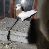 کبوتر طوقی|پرنده|سنندج, |دیوار