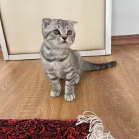 گربه اسکاتیش گوش‌ کوتاه|گربه|ارومیه, |دیوار