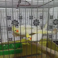 عروس هلندی|پرنده|جهرم, |دیوار