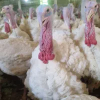 کود بوقلمون