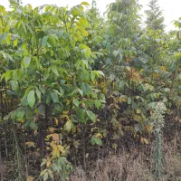 ن ه ا ل برتر