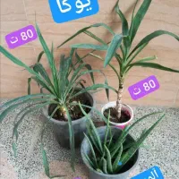 گل های آپارتمانی|گل و گیاه طبیعی|قدس, شهرقدس|دیوار