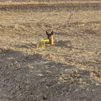 سگ خارجی|سگ|کبودرآهنگ, |دیوار