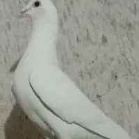 سفید المانی پلاکی